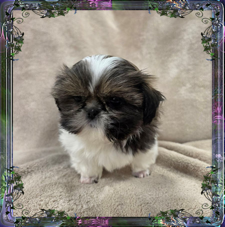 Tiny little female chinese imperial shih tzu puppies for sale teacup